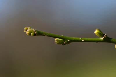 Sophora japonica - jerlín japonský - pupen